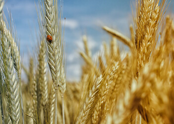 Winter Wheat Harvest Gathering Momentum